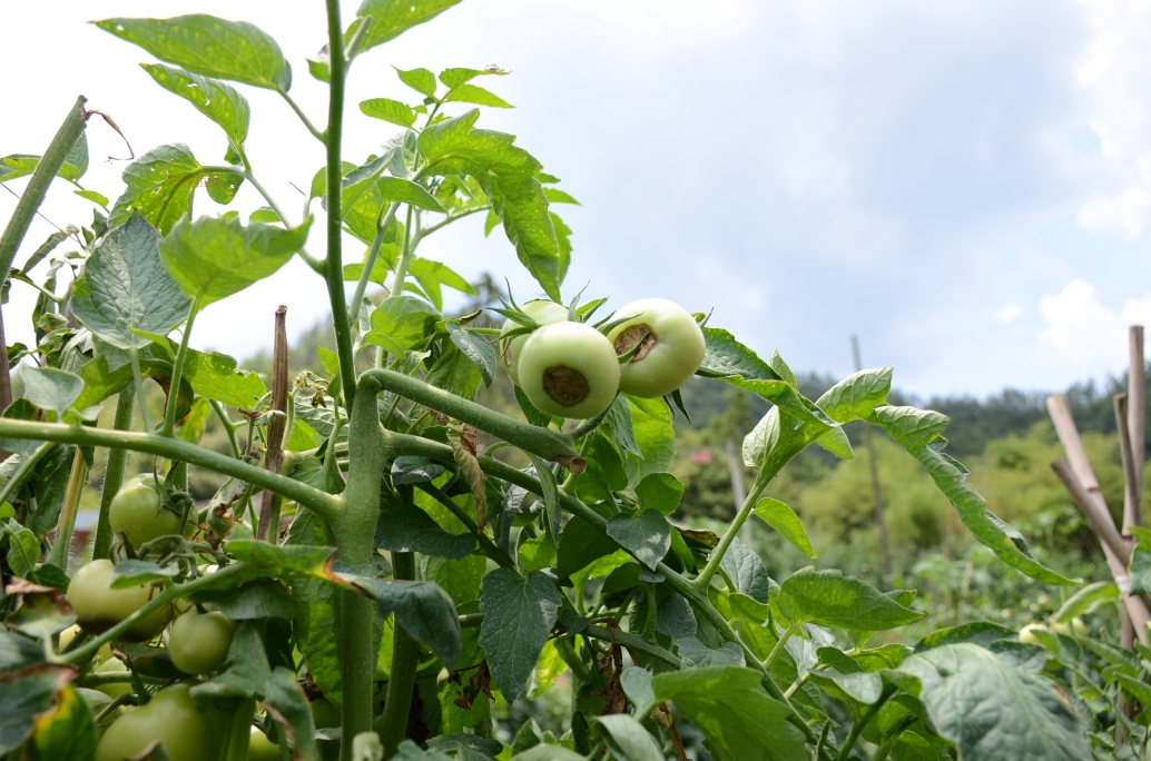 番茄脐腐病