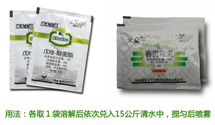 番茄细菌性斑疹病的识别与防治